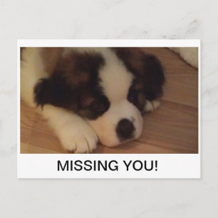 Cartão Postal de Cachorrinho