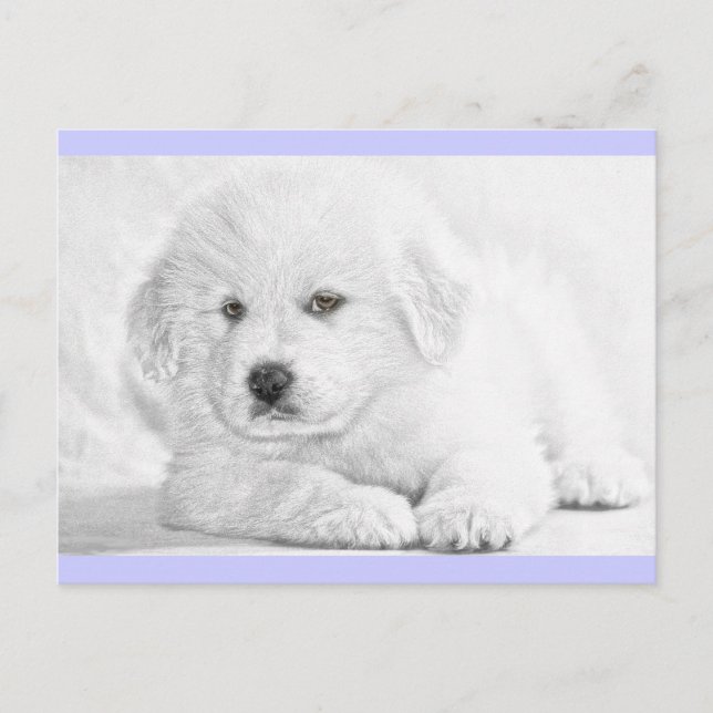 Cartão postal de cachorrinho branco fofinho e felp (Frente)