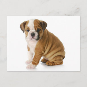 Cartão Postal de Cachorrinho Bulldog Inglês Blank