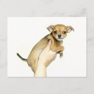 Cartão postal de cachorrinho Chihuahua