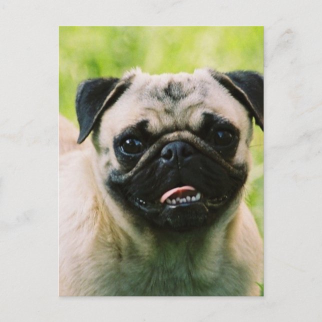 Cartão postal de cachorrinho Pug (Frente)
