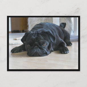 Cartão postal de cachorrinho Pug preto fofo e preg