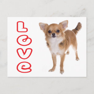 Cartão Postal de Cachorro Chihuahua de Cabelo Long
