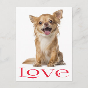 Cartão Postal de Cachorro Chihuahua de Cabelo Long