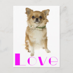 Cartão Postal de Cachorro Chihuahua Filhote de Cab