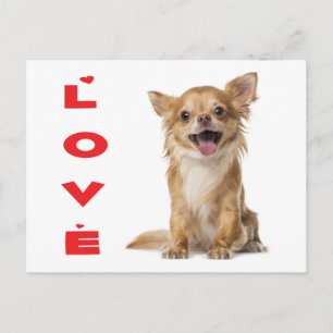 Cartão Postal de Cachorro Chihuahua Filhote de Cab