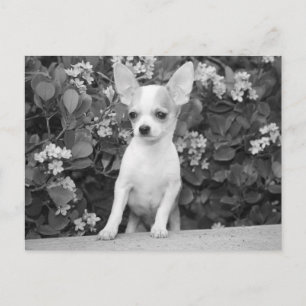 Cartão Postal de Cachorro Chihuahua Filhote Preto 
