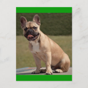 Cartão Postal de Cachorro Filhote Bulldog Francês