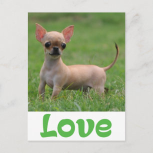 Cartão Postal de Cachorro Filhote Chihuahua Amor