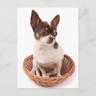 Cartão Postal de Cachorro Filhote Chihuahua Amor