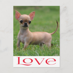 Cartão Postal de Cachorro Filhote Chihuahua Amor