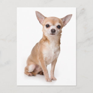 Cartão Postal de Cachorro Filhote Chihuahua Amoros
