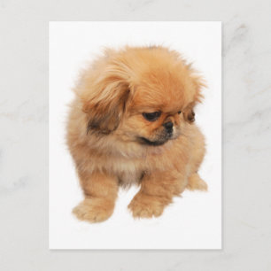 Cartão Postal de Cachorro Filhote Pekingese