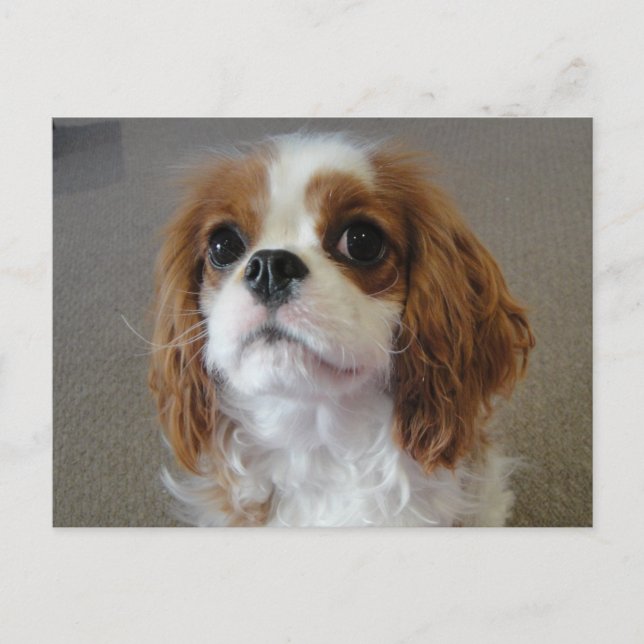 cartão postal de cachorro fofo Cavalier King Charl (Frente)