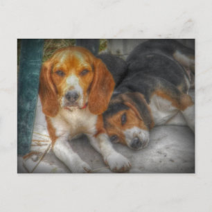 Cartão Postal de Cachorros Beagle Fofos