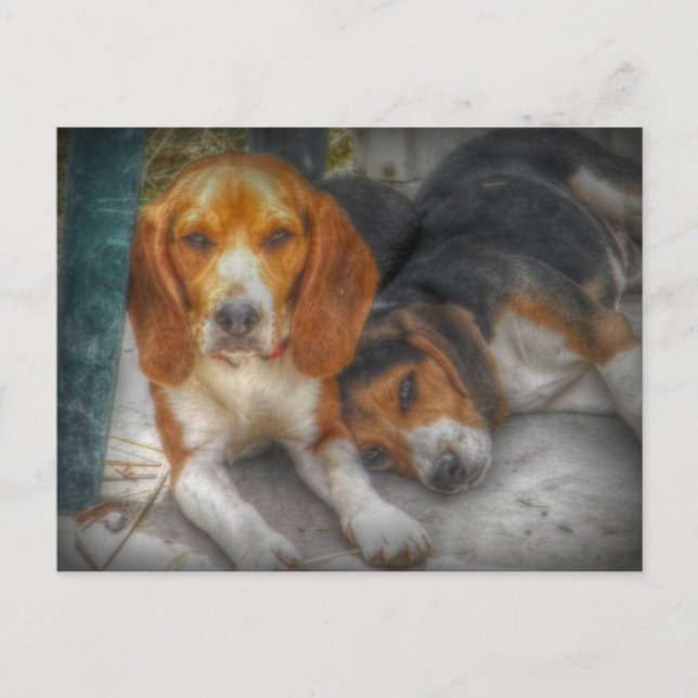 Cartão Postal de Cachorros Beagle Fofos (Frente)