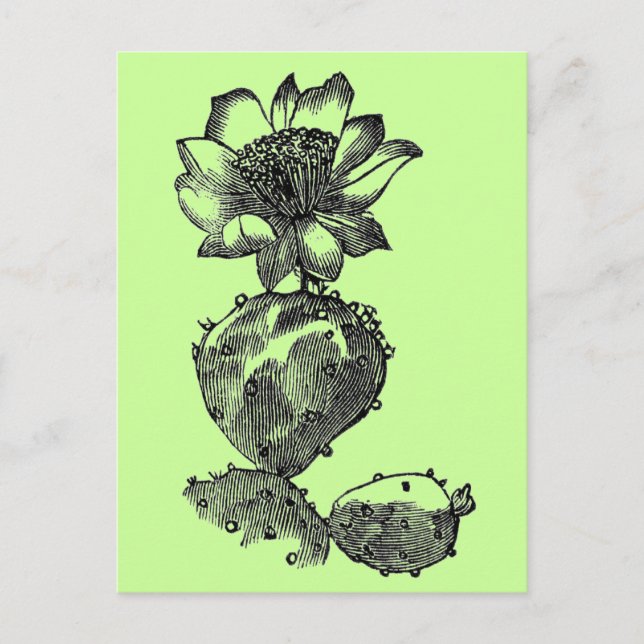 Cartão postal de Cactus (Frente)