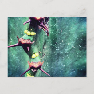 Cartão Postal de Cactus Alien