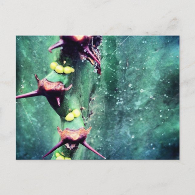 Cartão Postal de Cactus Alien (Frente)