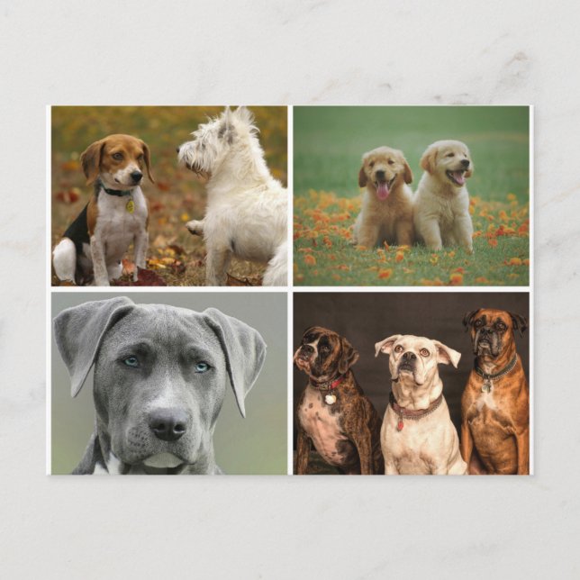CARTÃO POSTAL DE CÃES ELEGANTES (Frente)