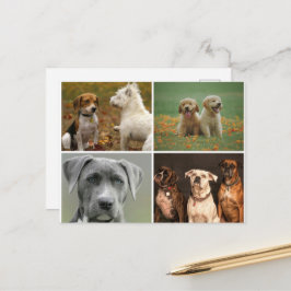 CARTÃO POSTAL DE CÃES ELEGANTES
