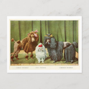 Cartão postal de cães Poodle