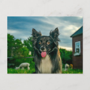 Cartão postal de cão Border Collie preto e branco