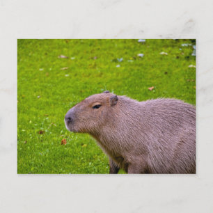 Cartão Postal de Capivara