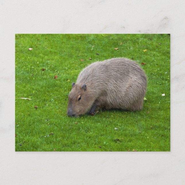 Cartão Postal de Capivara (Frente)