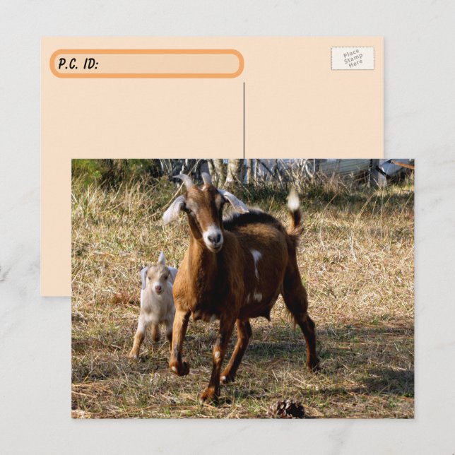Cartão postal de Caprinos Adoráveis (Frente/Verso)