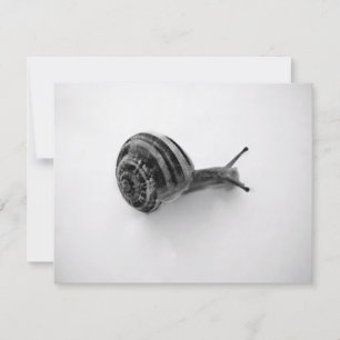 Cartão Postal de Caracol