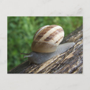 Cartão Postal de Caracol