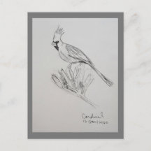 Cartão Postal de Cardinal