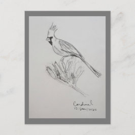 Cartão Postal de Cardinal