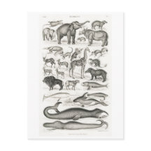 CARTÃO POSTAL DE CARTÃO ANIMAL DE MÍFEROS VINTAGEN