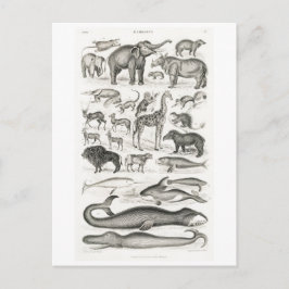 CARTÃO POSTAL DE CARTÃO ANIMAL DE MÍFEROS VINTAGEN