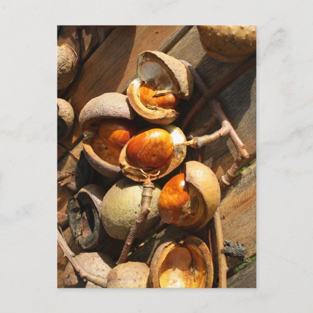 Cartão Postal de Castanha de Cavalo (Frente)