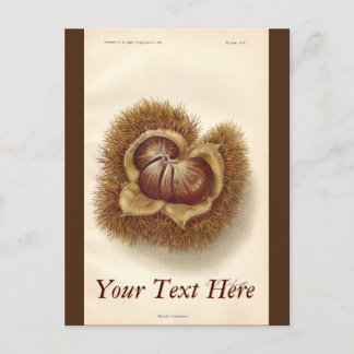 Cartão postal de castanha Vintage