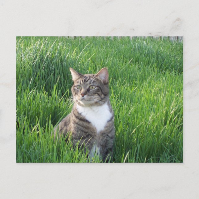 Cartão postal de Cat Nature Boy (Frente)