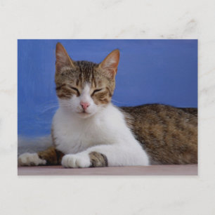 Cartão postal de Cat Stella