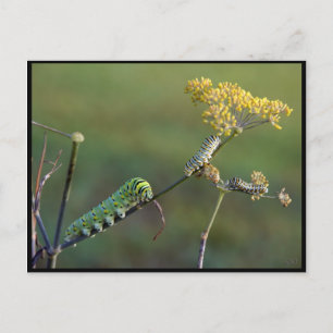 Cartão postal de Cats Swallowtail Negro