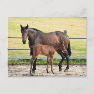 Cartão postal de cavalo