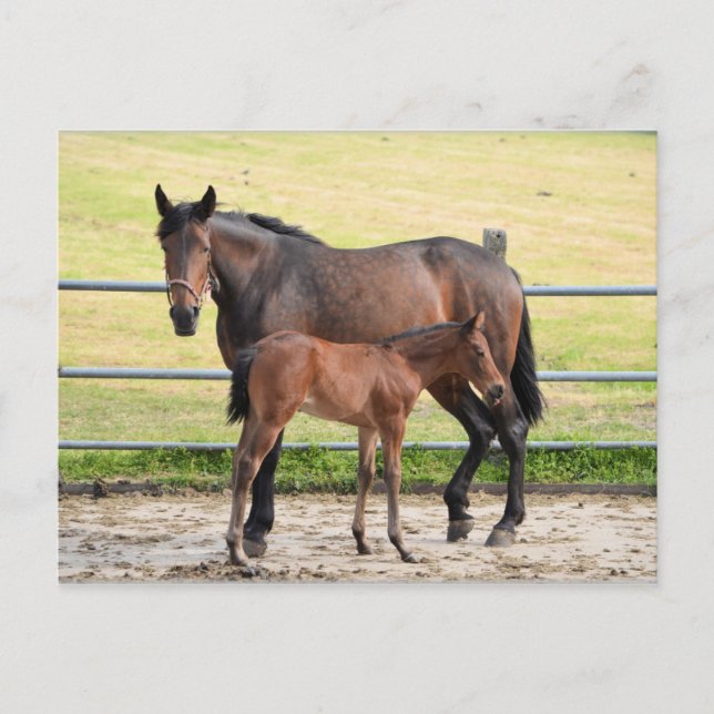 Cartão postal de cavalo (Frente)