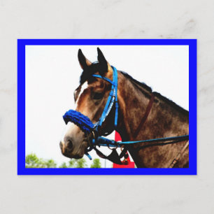 Cartão postal de cavalo de corrida