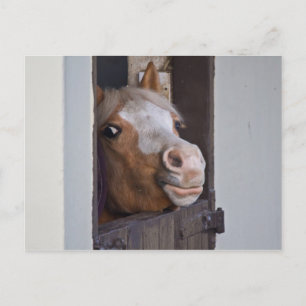 Cartão postal de cavalo em um estábulo