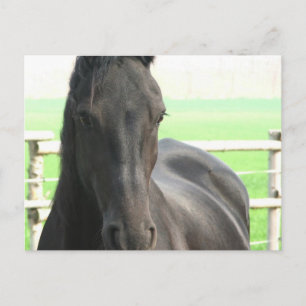 Cartão postal de Cavalo Frésio