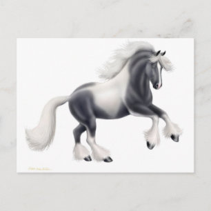 Cartão Postal de Cavalo Gypsy Vanner