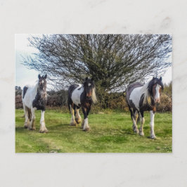 Cartão postal de cavalos