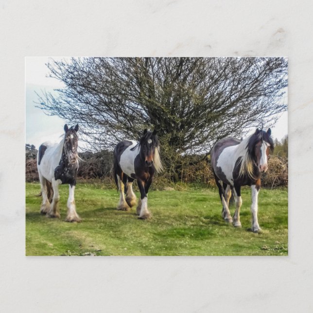 Cartão postal de cavalos (Frente)