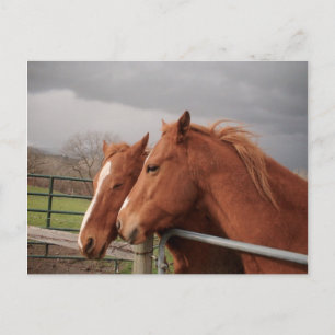 Cartão postal de cavalos